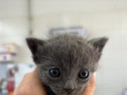“No donem l’abast”: Vilafranca es bolca amb 20 gatets abandonats