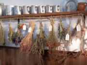 Taller pràctic per conèixer les propietats medicinals de les plantes autòctones a Vilafranca