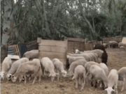 VÍDEO | El que van trobar en una explotació de Sant Esteve Sesrovires va obligar a actuar els veterinaris