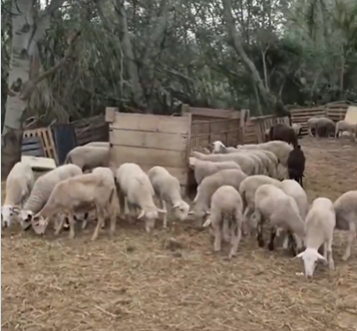 irregularitats en sanitat i benestar animal en una instal·lació a Sant Esteve de Sesrovires